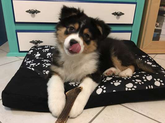 Welpen Bilder !-Beitrag-Bild