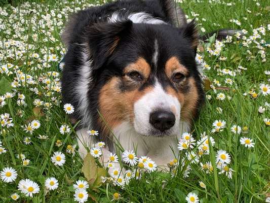 Die Dogorama Monats Challenge "Es grünt und blüht"-Beitrag-Bild