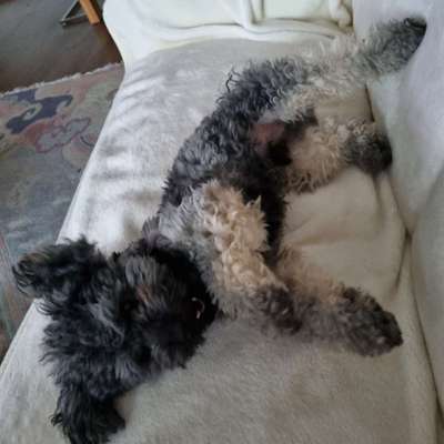 Dogorama Photo Challenge - Wälzen-Beitrag-Bild