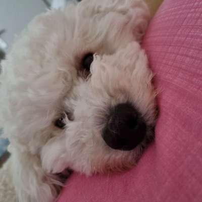 Dogorama Photo Challenge - Portrait-Beitrag-Bild