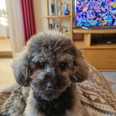 Dogorama Photo Challenge - Portrait-Beitrag-Bild