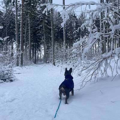 Hundetreffen-Play dates Norderstedt/Hamburg Umgebung-Bild
