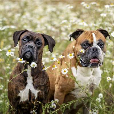 Die Dogorama Monats Challenge "Es grünt und blüht"-Beitrag-Bild