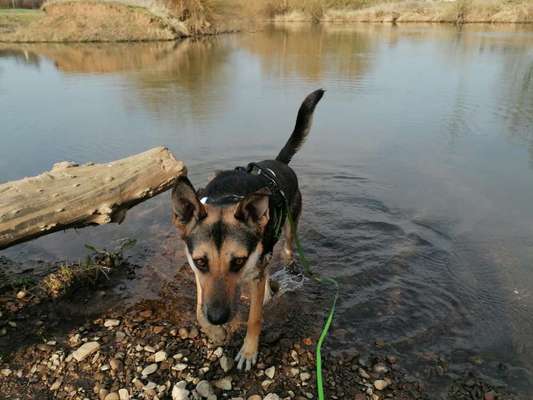 Dogorama-Monats-Challenge-Mai "Wasser"-Beitrag-Bild