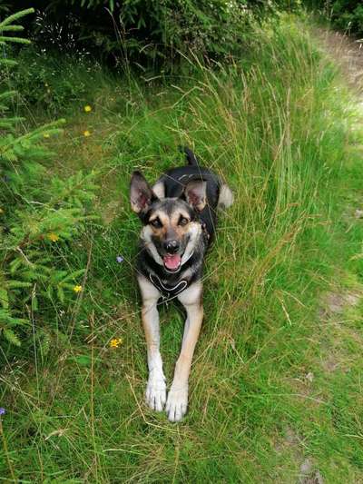 Zeigt mir eure Schäferhund Mischlinge :-)-Beitrag-Bild