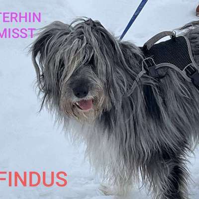 Suchmeldung-Findus-Bild