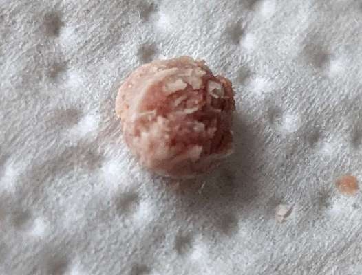 Suche gutes Nassfutter ohne Bindegewebe-Beitrag-Bild