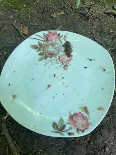 Giftköder-Nassfutter auf Teller im Wald platziert-Bild