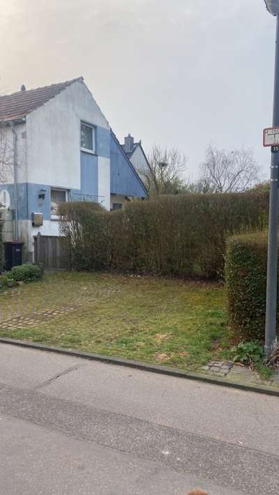 Giftköder-Blaukorn in Hecke!!!-Bild