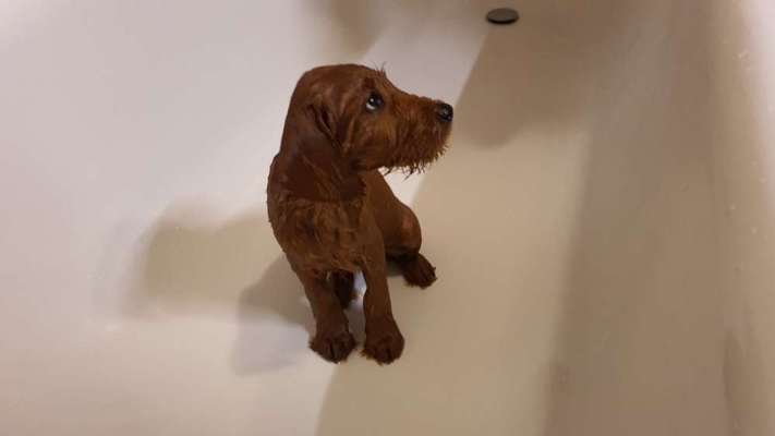 Dogorama-Monats-Challenge-Mai "Wasser"-Beitrag-Bild