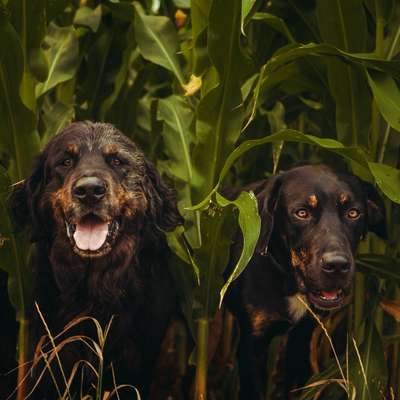 Hundetreffen-Entspannter Spaziergang an der Leine-Bild