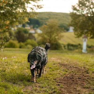 Hundetreffen-Spazieren / Wandern, plaudern und Hunde-Bild
