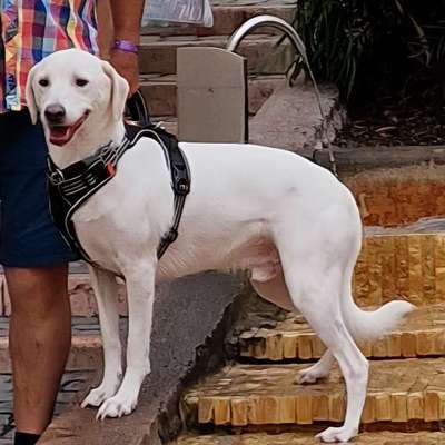 Welche Rasse ist mein Hund? (Mischling)-Beitrag-Bild