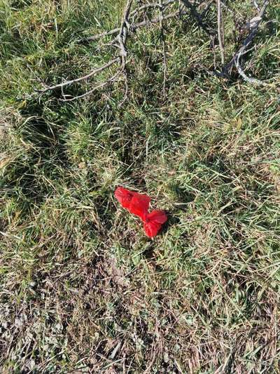 Max juckt das Fell-Beitrag-Bild