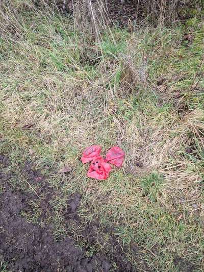 Max juckt das Fell-Beitrag-Bild