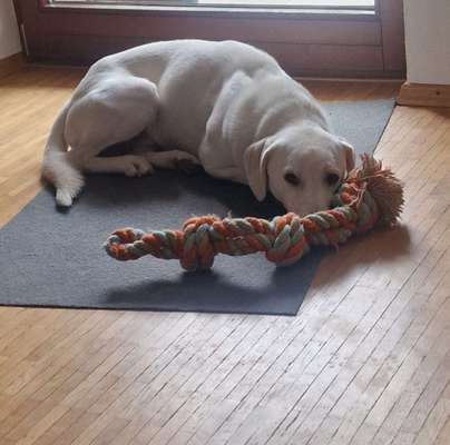 Max juckt das Fell-Beitrag-Bild