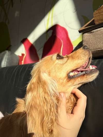 Hundetreffen-Gassigang mit meinem Cocker-Spaniel Mix-Bild