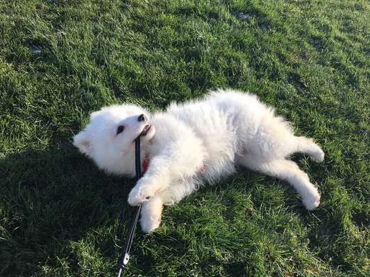 Welpen Bilder !-Beitrag-Bild