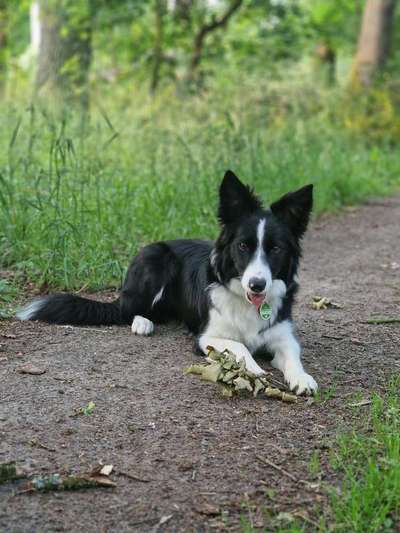 Frage zu Graf Barf und Naturalis Trockenbarf-Beitrag-Bild