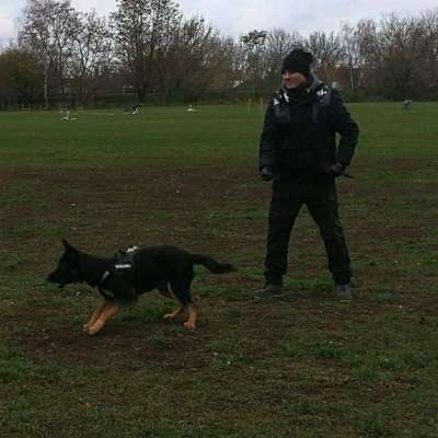 Hundetreffen-Giebelsee Runde-Profilbild