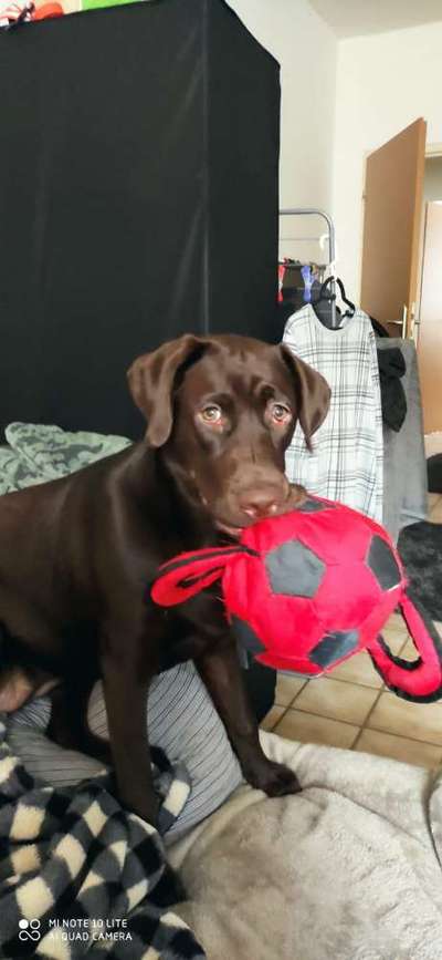 Lieblingsbild von euren Hunden?-Beitrag-Bild