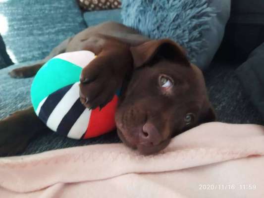 Als Welpen sind sie alle noch süßer-Beitrag-Bild