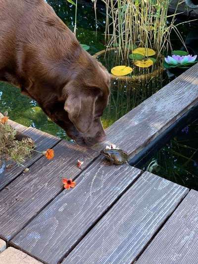 Dogorama-Monats-Challenge-Mai "Wasser"-Beitrag-Bild