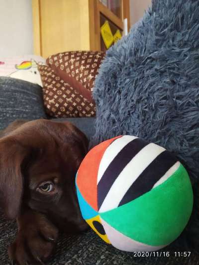 Als Welpen sind sie alle noch süßer-Beitrag-Bild