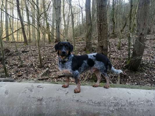 Mischlinge raten - Rätselspaß-Beitrag-Bild