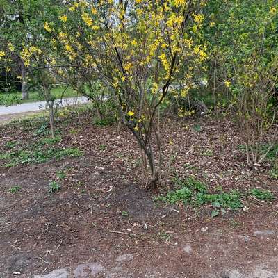 Giftköder-Rattengift? Volkspark Friedrichshain-Bild