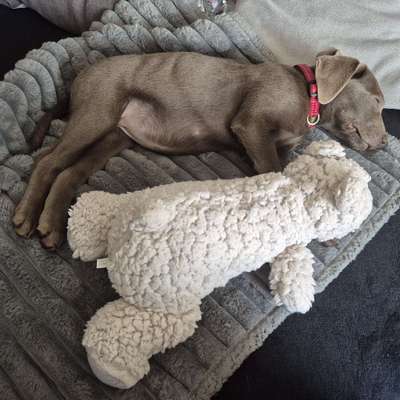 Hundetreffen-Welpenspaziergänge und Sozialisierung-Bild