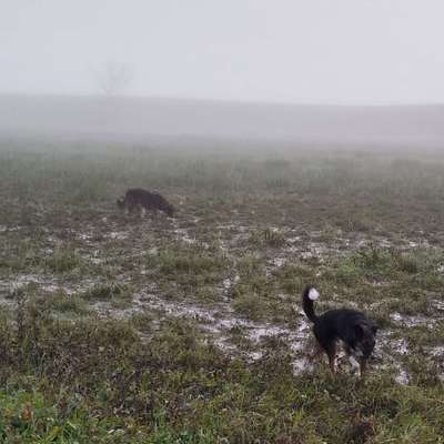 Hundetreffen-Gassi-Runden, Wald-Erkundungen, Ausflüge...-Bild