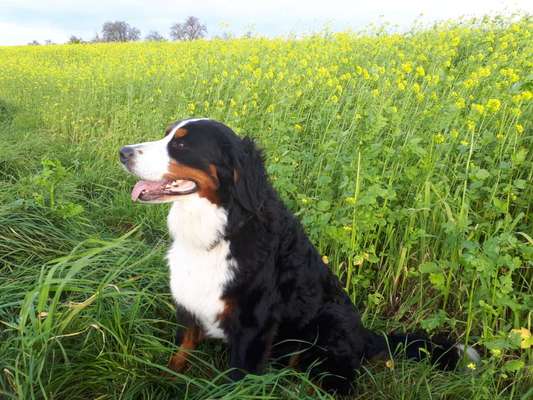 Berner Sennen-Beitrag-Bild