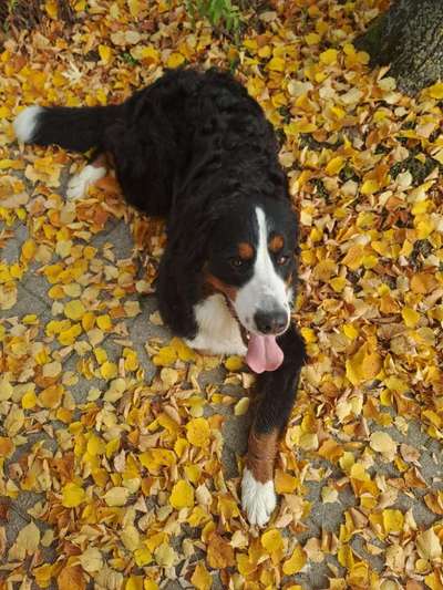 Berner Sennen-Beitrag-Bild