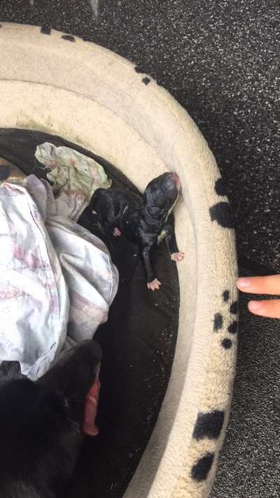 Welpen Bilder !-Beitrag-Bild