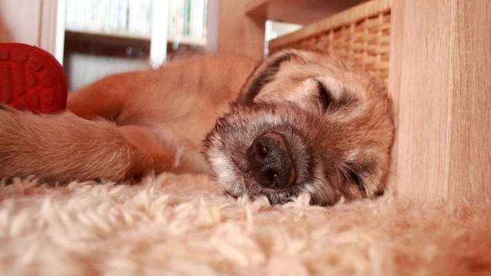 Welpen Bilder !-Beitrag-Bild