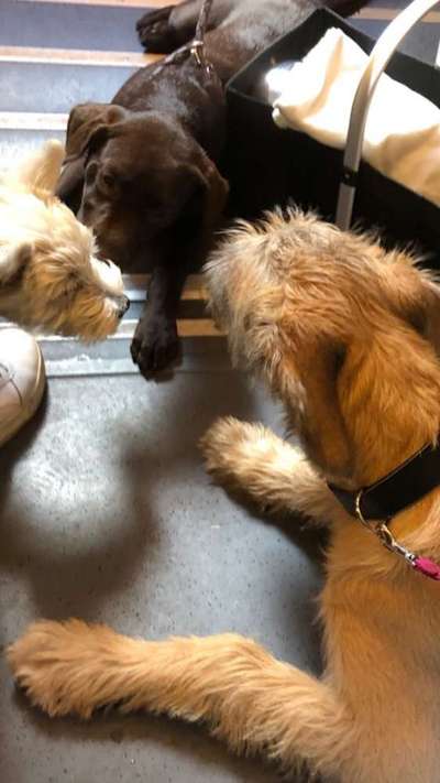 Bester Freund, Hundekumpel - zeigt her!-Beitrag-Bild