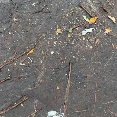 Giftköder-Undefinierbares Pulver auf dem Weg-Bild