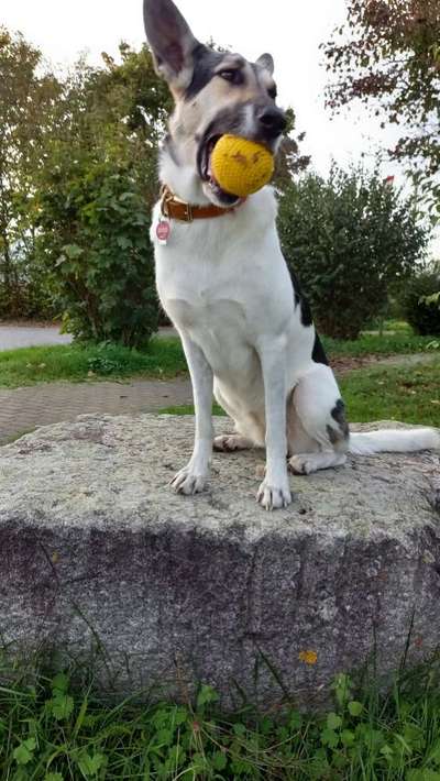 Euer Hund und sein Lieblingskuscheltier-Beitrag-Bild