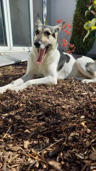 Dogorama Photo Challenge - Mäulchen auf-Beitrag-Bild