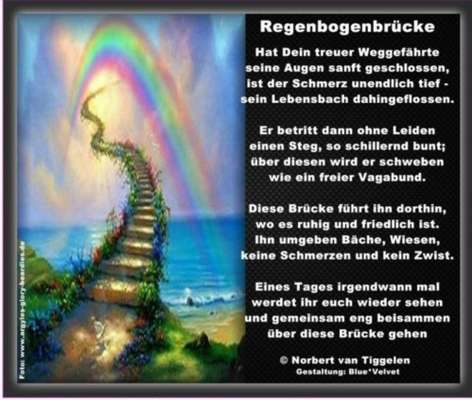 Vorsorge: Wenn das Tier über die Regenbogenbrücke geht...-Beitrag-Bild