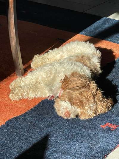 Handy Foto Challange Nr. 46  Happy Dog-Beitrag-Bild