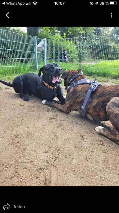 Die Dogorama Wochen Challenge "Friends will be Friends"-Beitrag-Bild