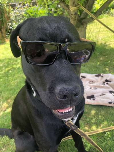 Die Dogorama Kalender Challenge 4/4-Beitrag-Bild