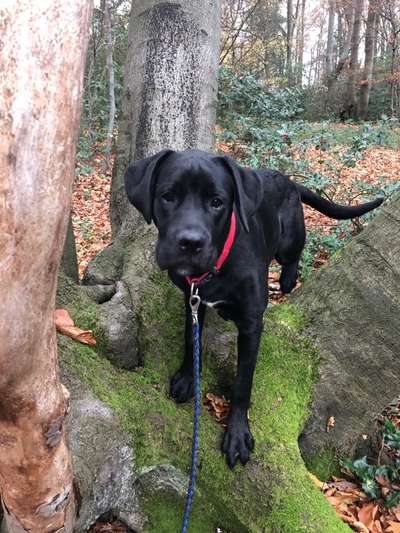 Labradorfans-Beitrag-Bild