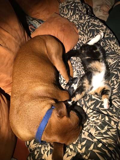 Hund und Katz Momente-Beitrag-Bild