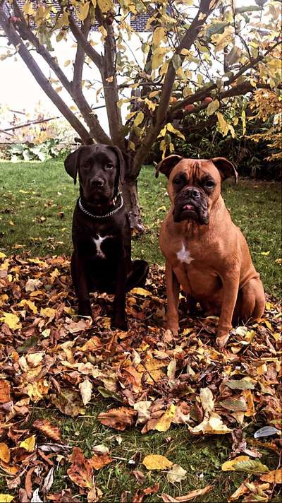 Deutsche Boxer-Beitrag-Bild