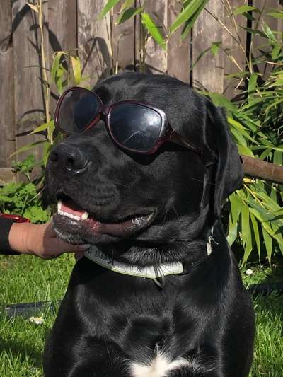 Welche Hunderasse-Beitrag-Bild