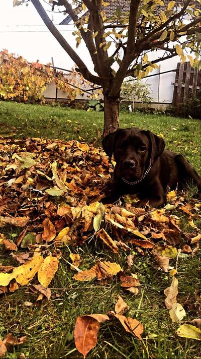 Foto's und Hundemodels-Beitrag-Bild