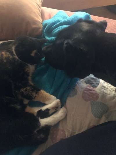 Hund und Katz Momente-Beitrag-Bild